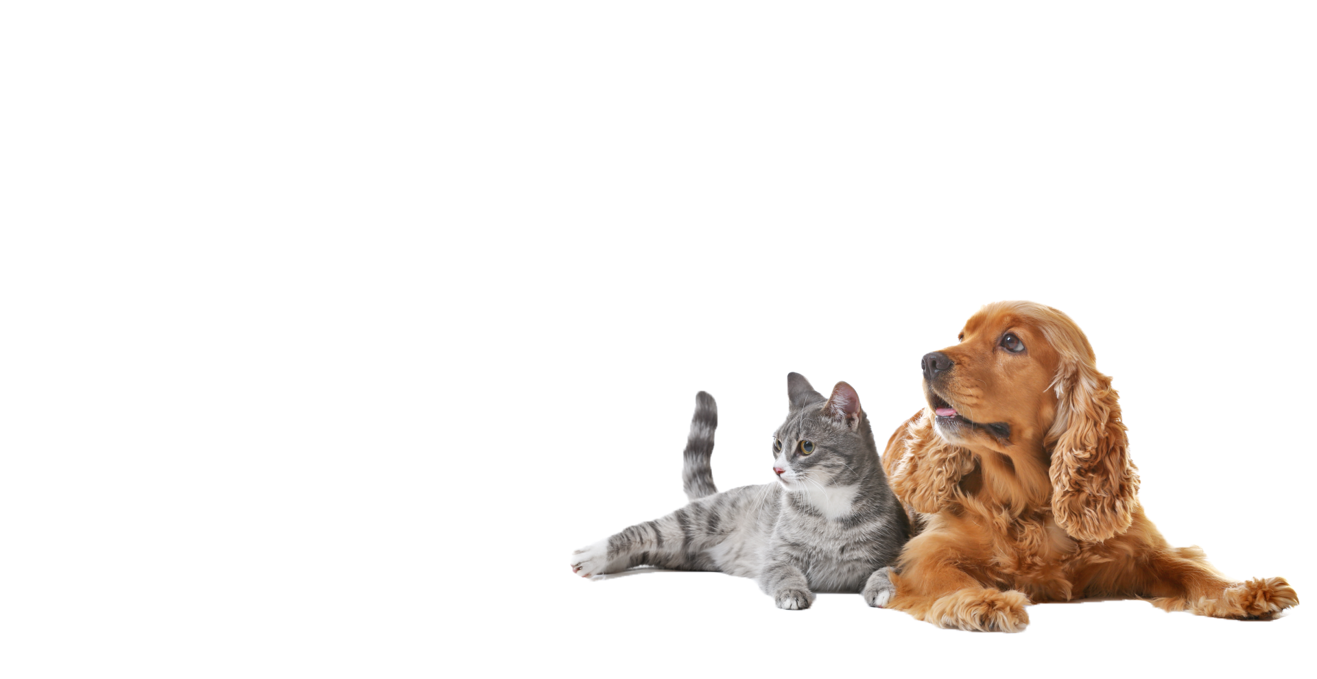 Ein brauner Cocker Spaniel und eine grau getigerte Katze liegen entspannt nebeneinander auf weißem Hintergrund