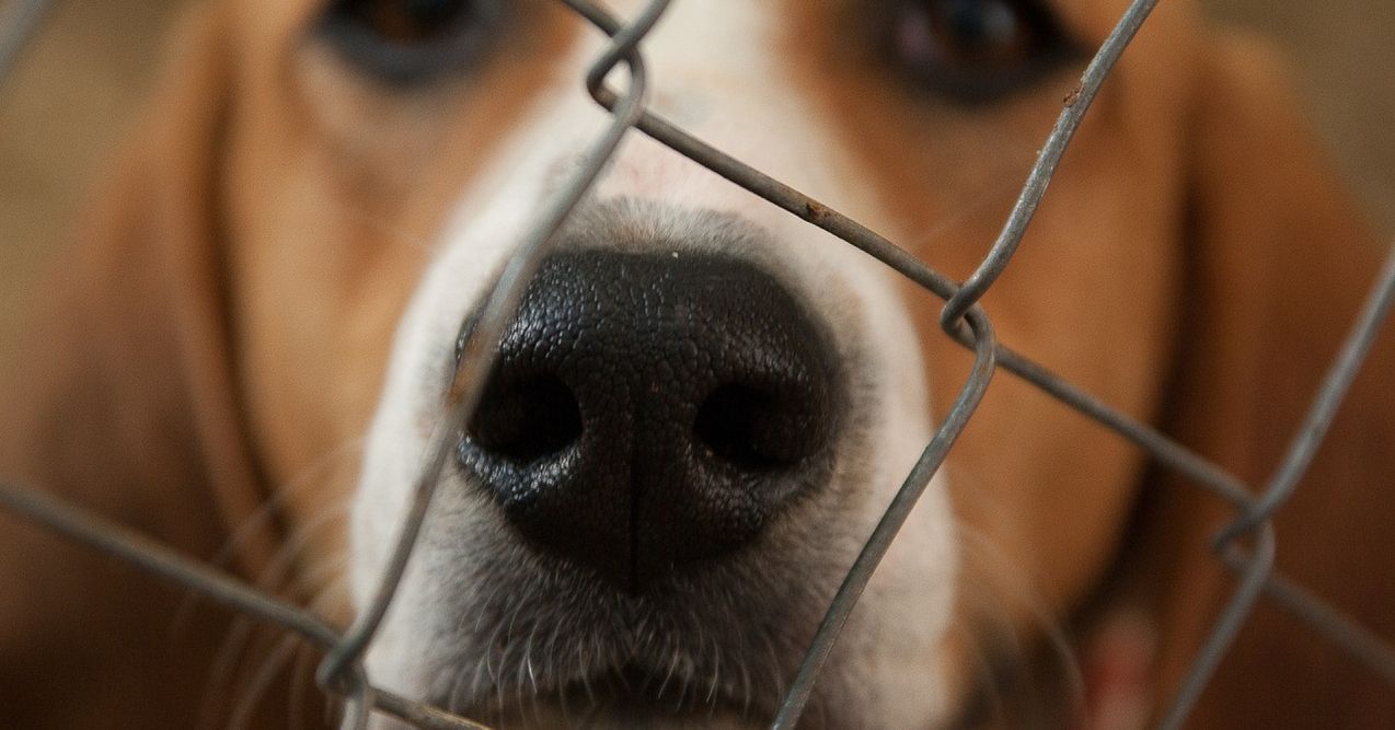 Nahaufnahme der feuchten Nase eines Hundes hinter einem Maschendrahtzaun