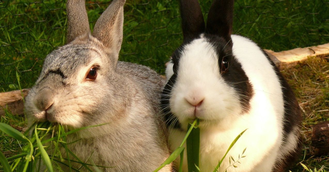 Zwei Kaninchen fressen gemeinsam frisches grünes Gras auf einer Wiese