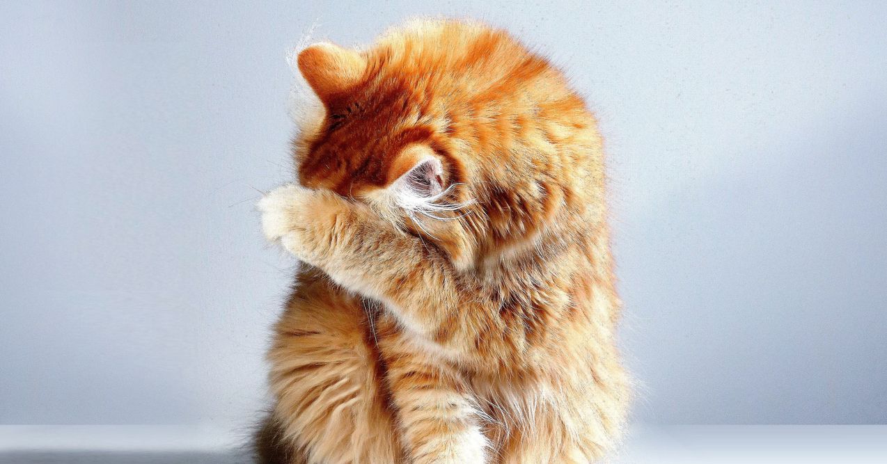 Eine rötliche Katze hält sich die Pfote vor das Gesicht und putzt sich ausgiebig