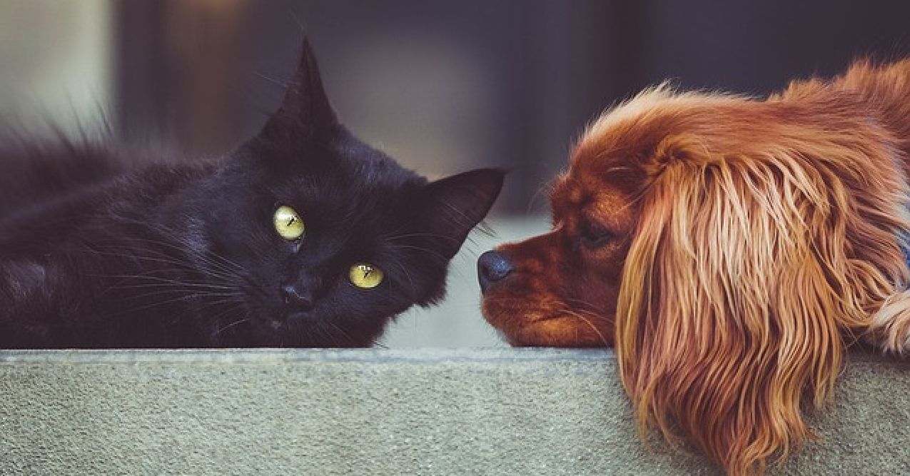Eine schwarze Katze mit gelben Augen und ein langhaariger brauner Hund blicken gemeinsam über eine Kante