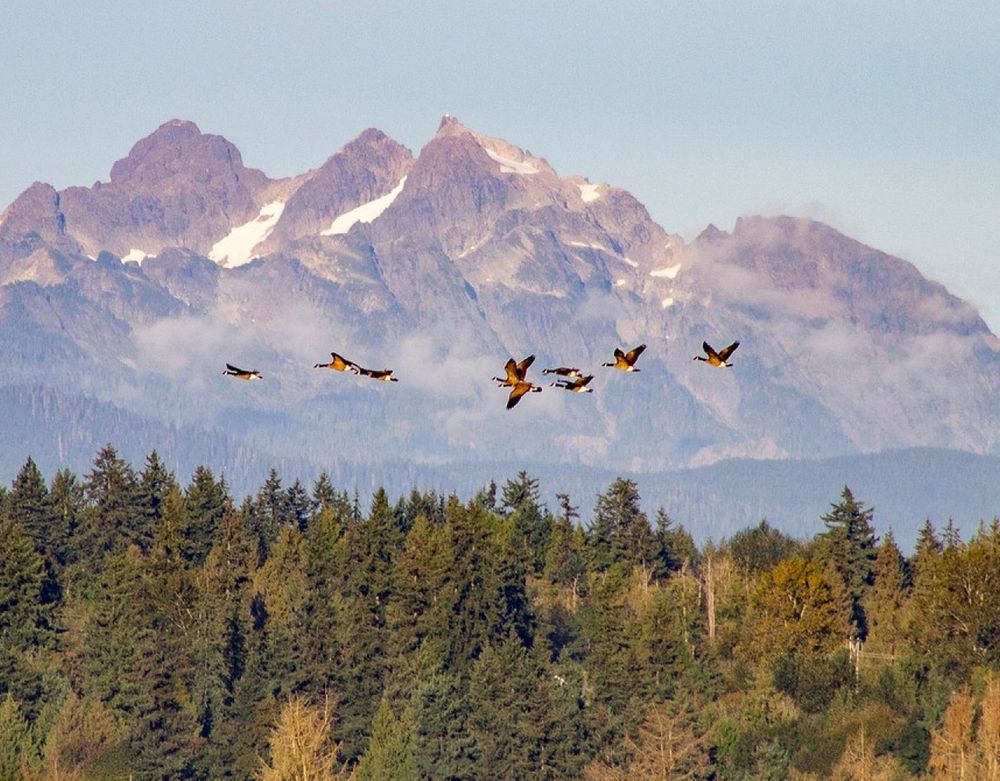 Vogelschwarm fliegt vor einer imposanten Bergkette und einem dichten Nadelwald